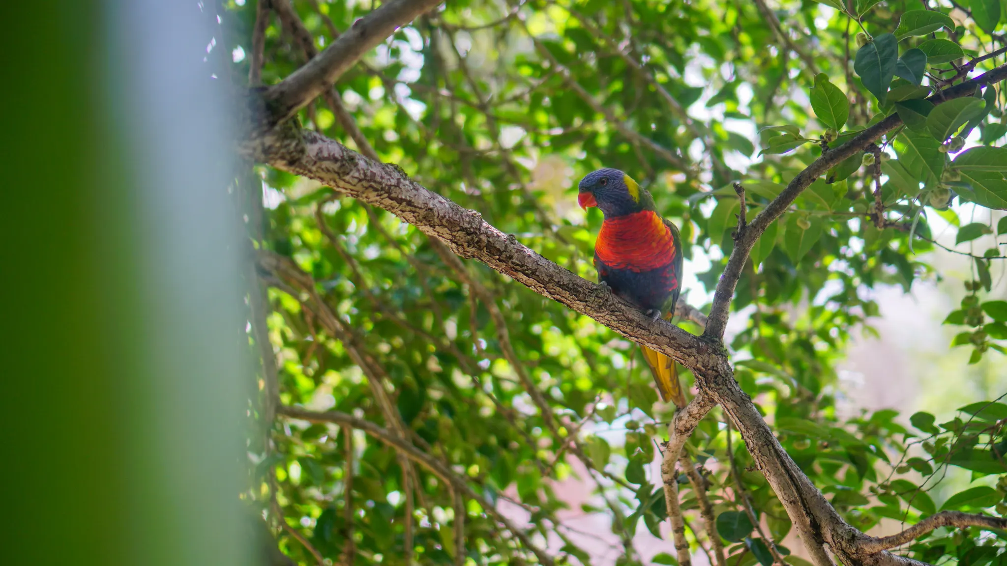 A multicoloured parrot in the trees looking towards the camera.