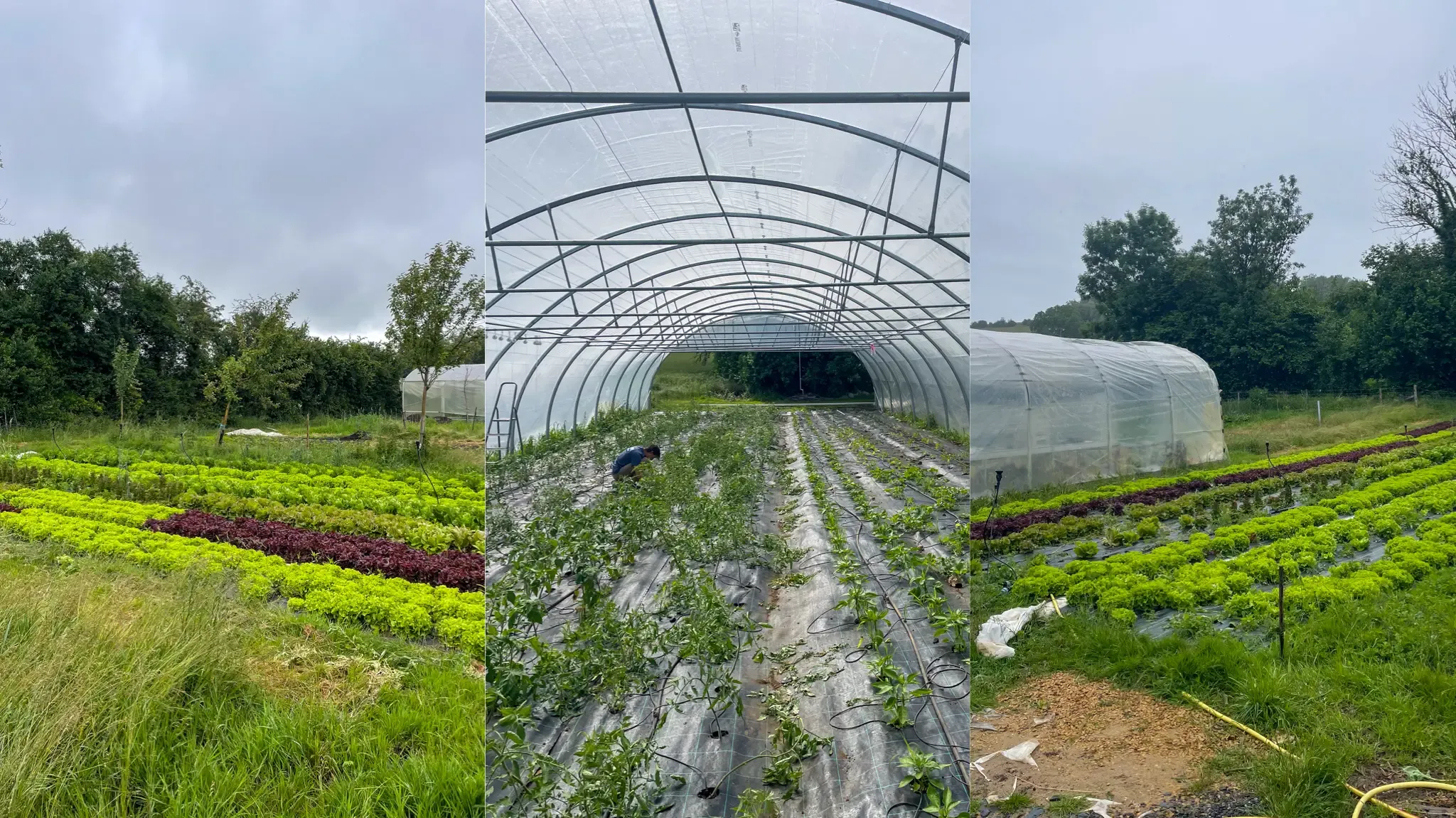 Photo collage of Les Racines d'Or farm, including 2 photos of permanent beds and one inside a tomato tunnel.